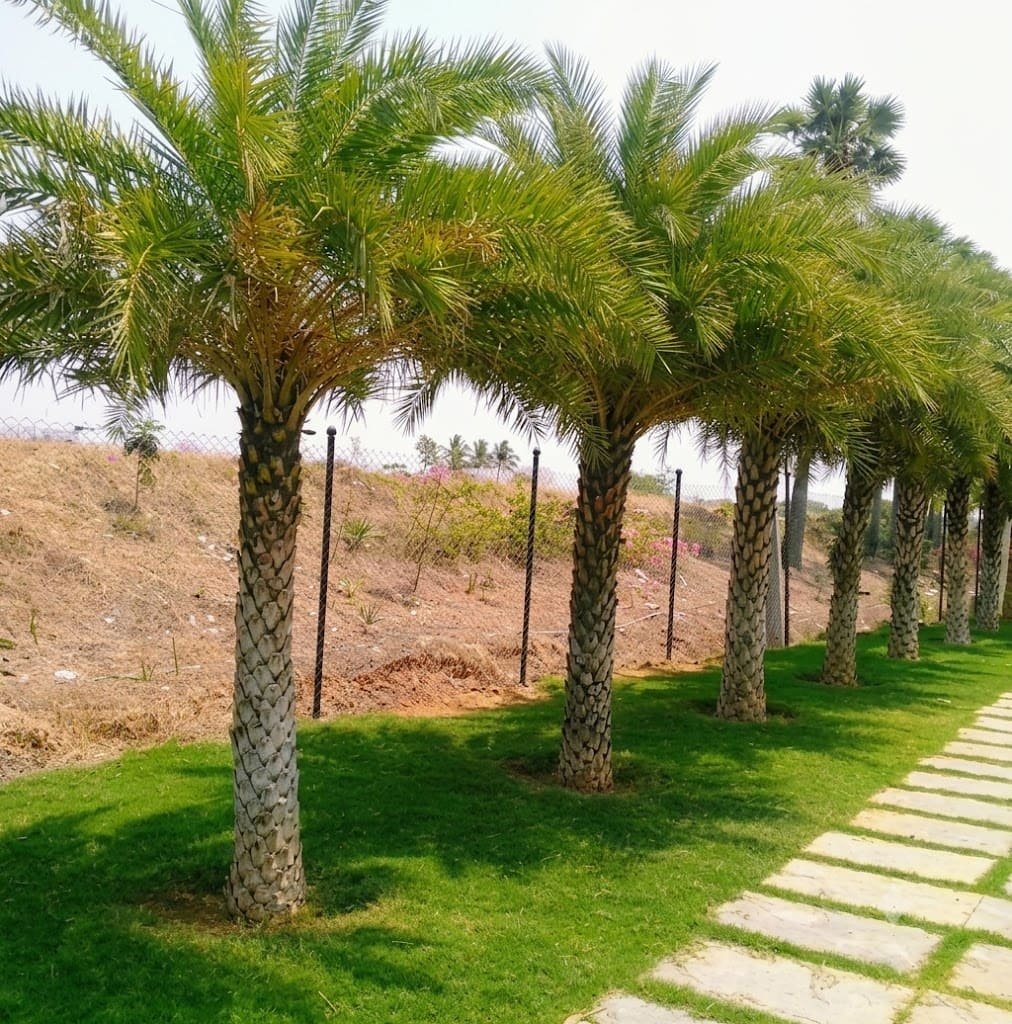 Aashvi Nursery plants and gardening services in Jaipur