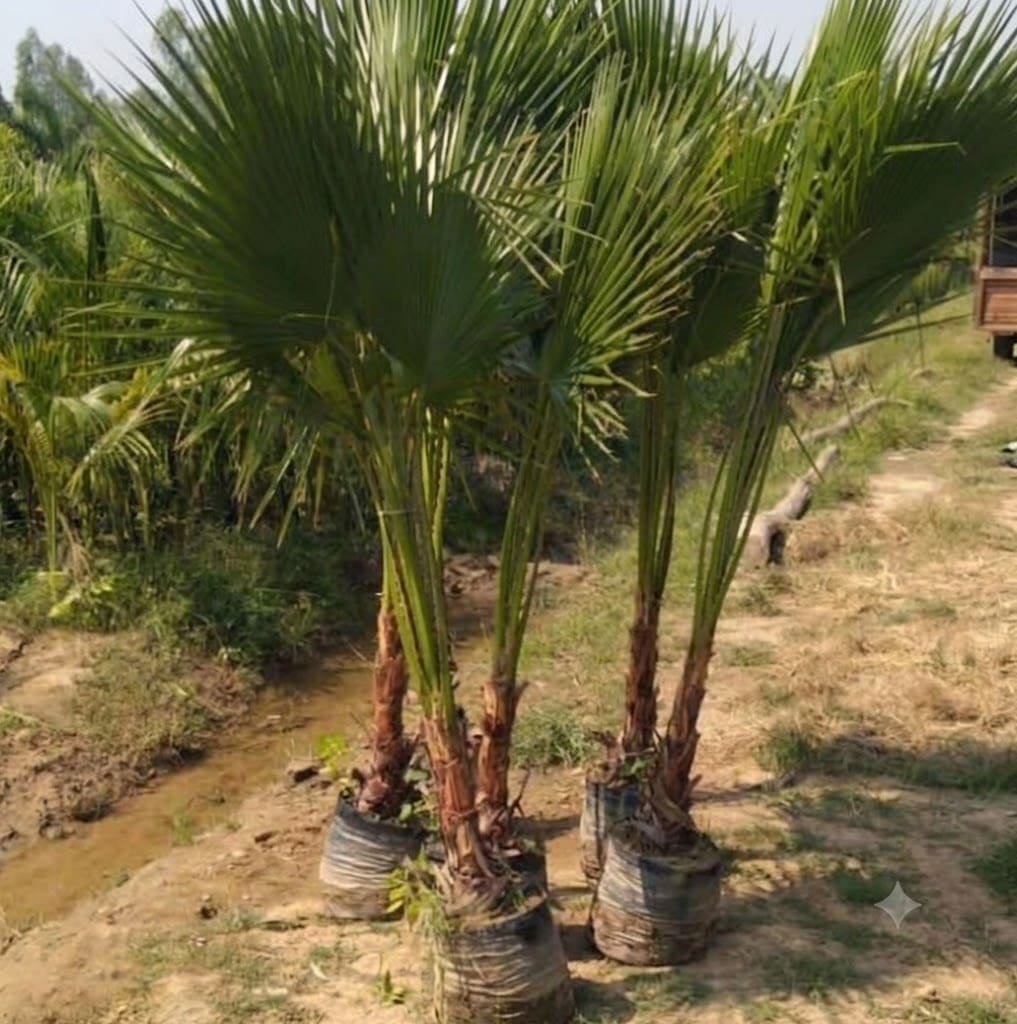 Aashvi Nursery plants and gardening services in Jaipur