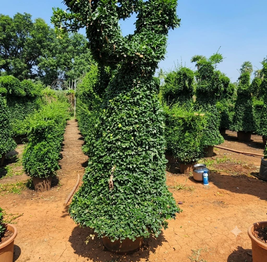 Aashvi Nursery plants and gardening services in Jaipur