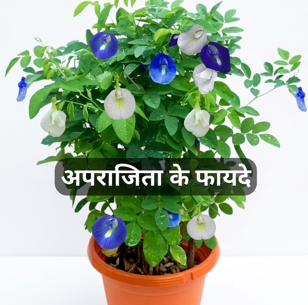 Aashvi Nursery plants and gardening services in Jaipur