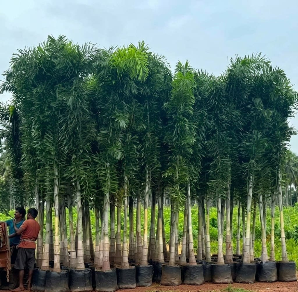 Aashvi Nursery plants and gardening services in Jaipur