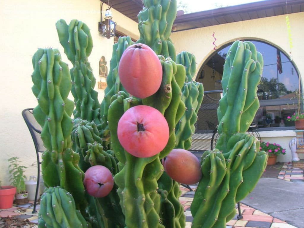 पेरुवियन एप्पल कैक्टस का पौधा