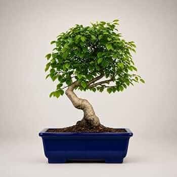 Chinese Elm Bonsai plant available at Aashvi Nursery Jaipur