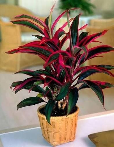 Cordyline ornamental plant for home and garden décor