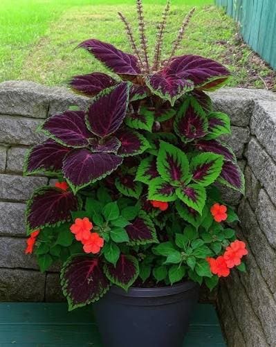 Colourful Coleus ornamental plant in Jaipur