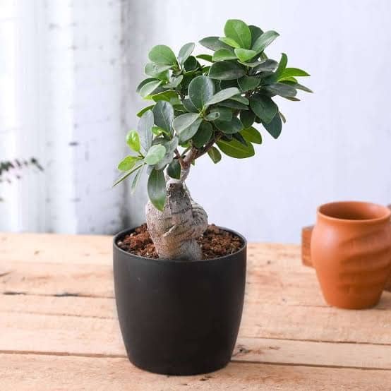 Ficus Bonsai plant available at Aashvi Nursery Jaipur