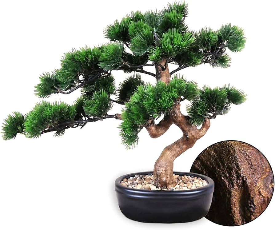 Juniper Bonsai plant available at Aashvi Nursery Jaipur