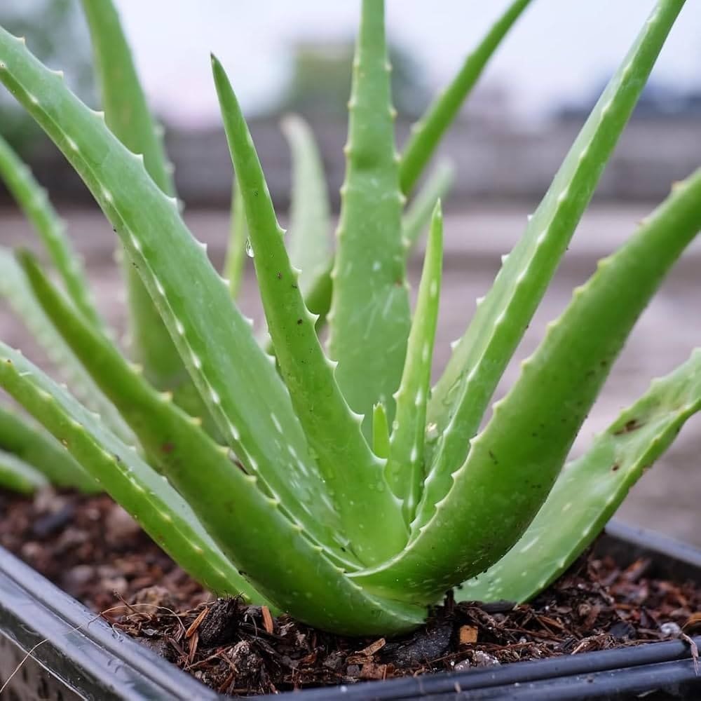 Fresh seasonal flowering plants