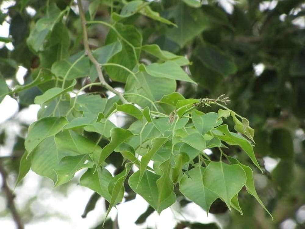 मनी प्लांट