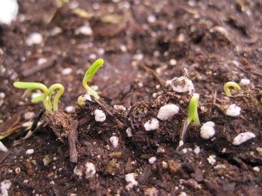 Fresh seasonal flowering plants